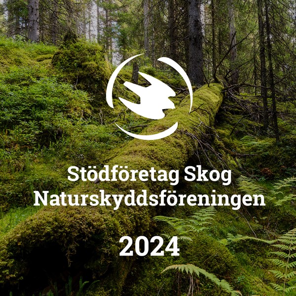 Delningsbild SoMe skog