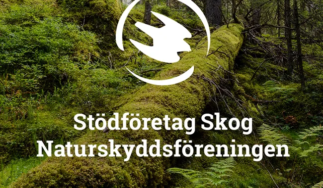 Delningsbild SoMe skog